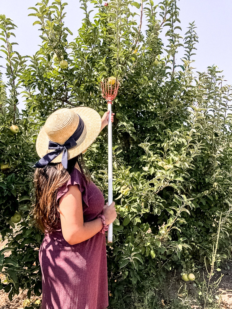 Apple picking